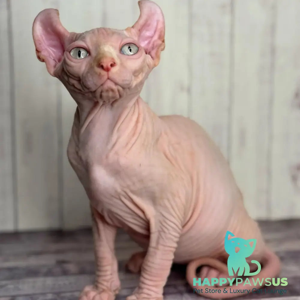 Angel Elf male red pointed - live animals