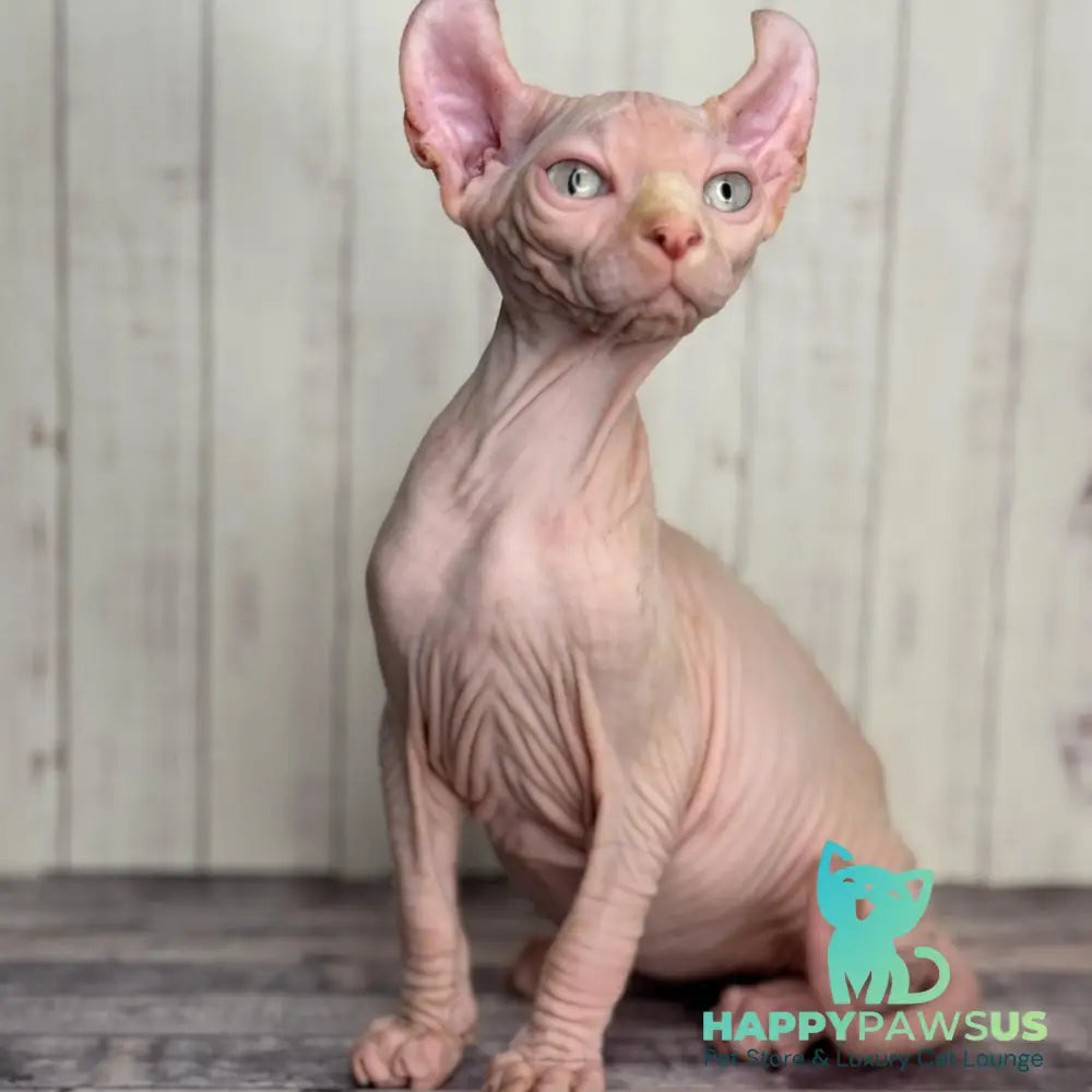 Angel Elf male red pointed - live animals