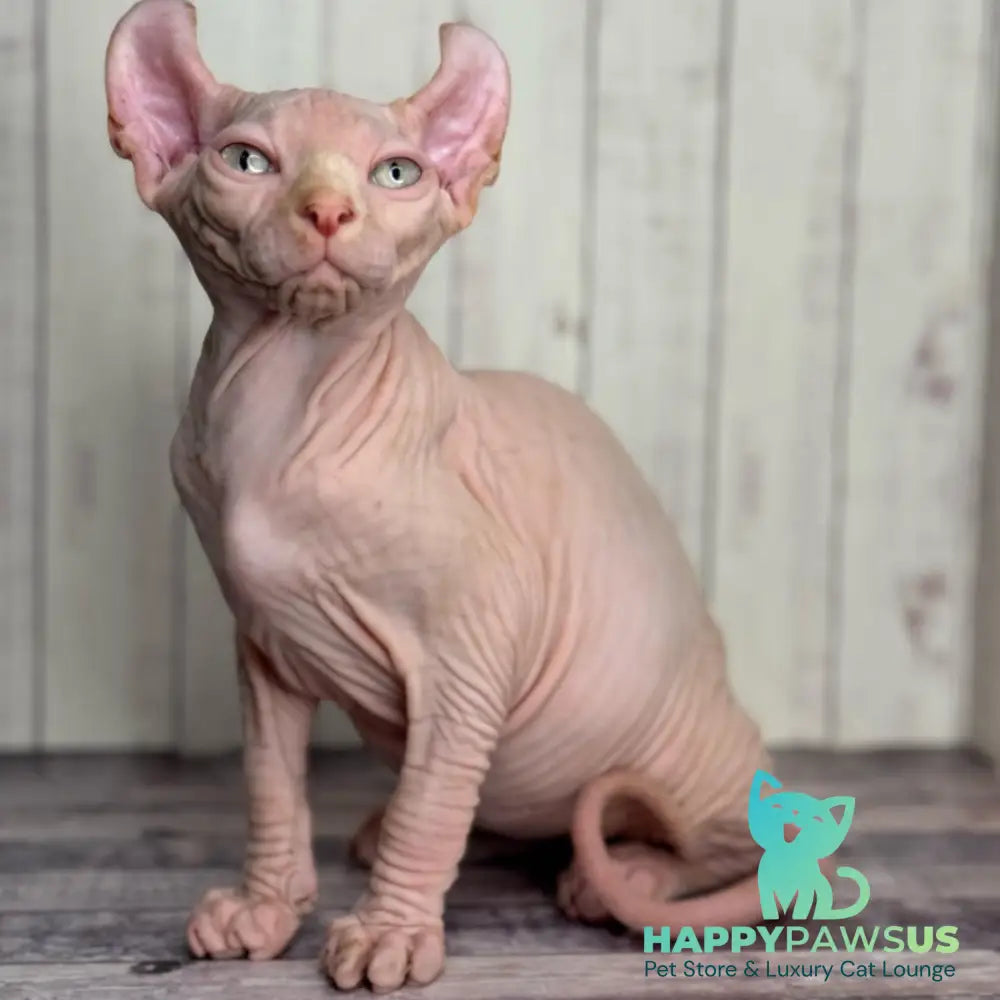 Angel Elf male red pointed - live animals