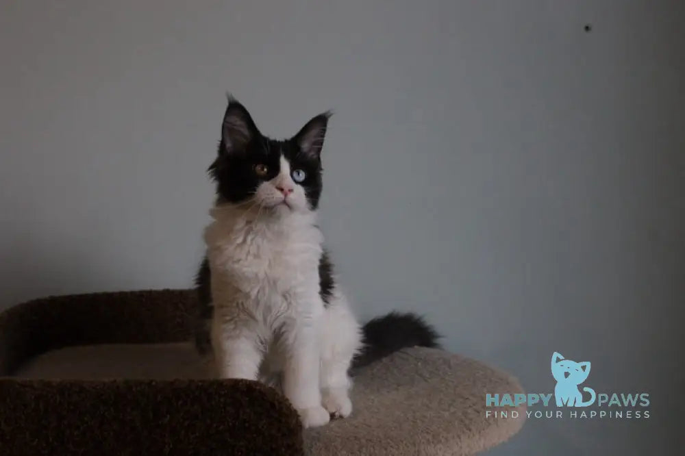 Angel Maine Coon female black bicolour live animals