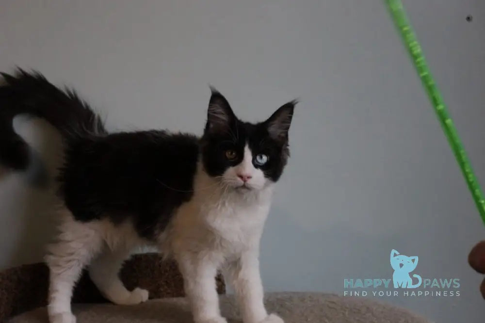 Angel Maine Coon female black bicolour live animals