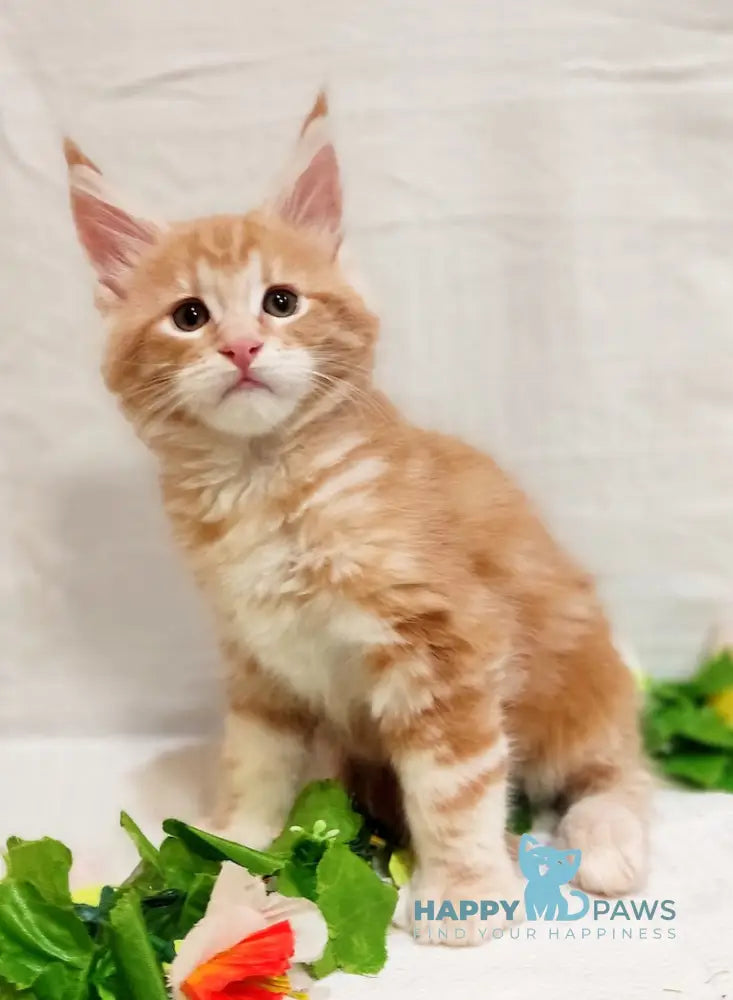 Angel Maine Coon male red silver tabby live animals