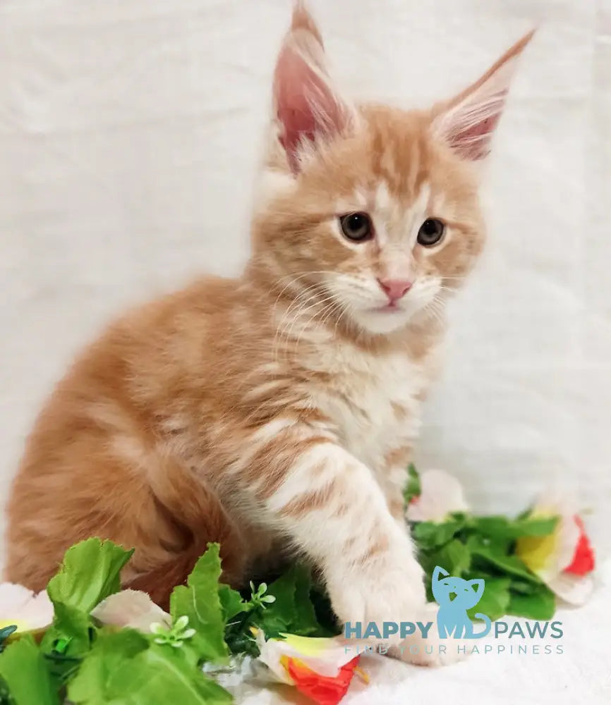 Angel Maine Coon male red silver tabby live animals