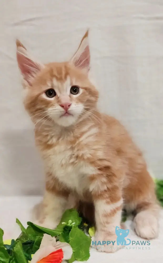 Angel Maine Coon male red silver tabby live animals