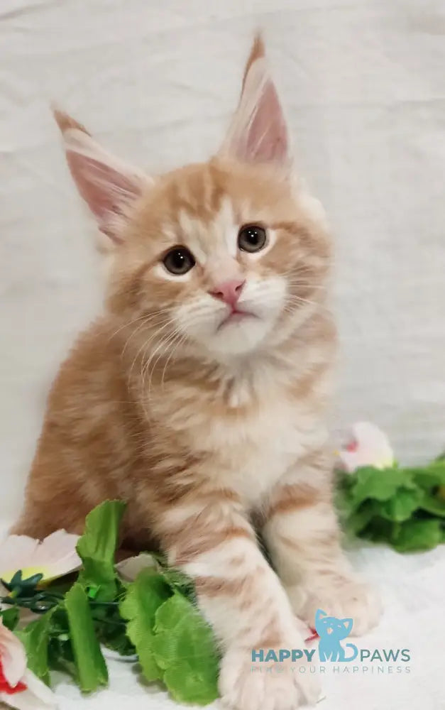 Angel Maine Coon male red silver tabby live animals