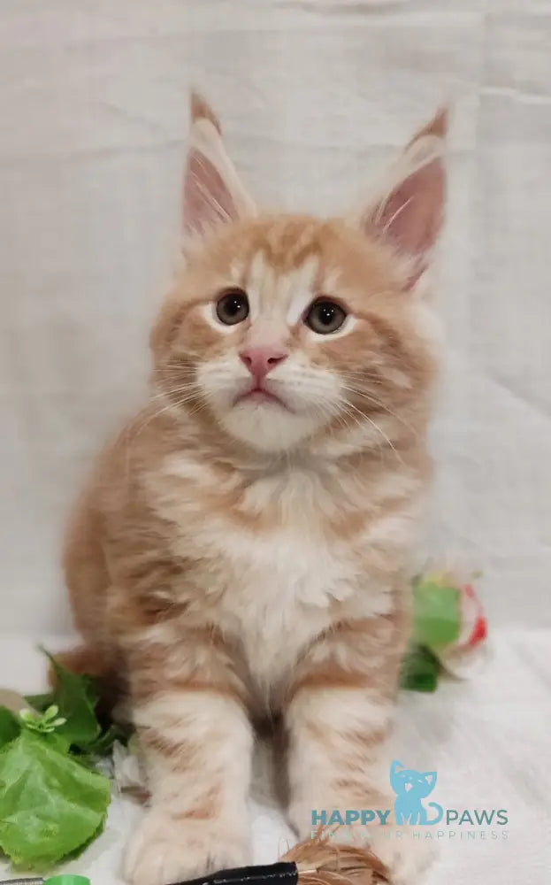 Angel Maine Coon male red silver tabby live animals