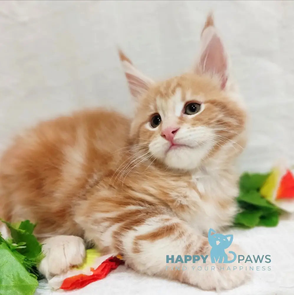 Angel Maine Coon male red silver tabby live animals