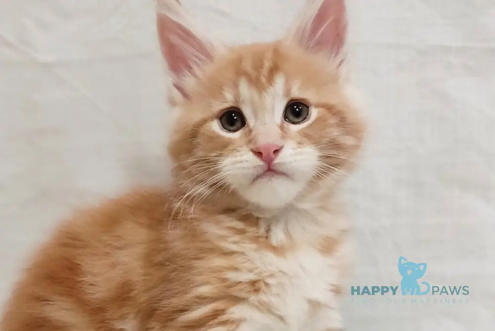 Angel Maine Coon male red silver tabby live animals
