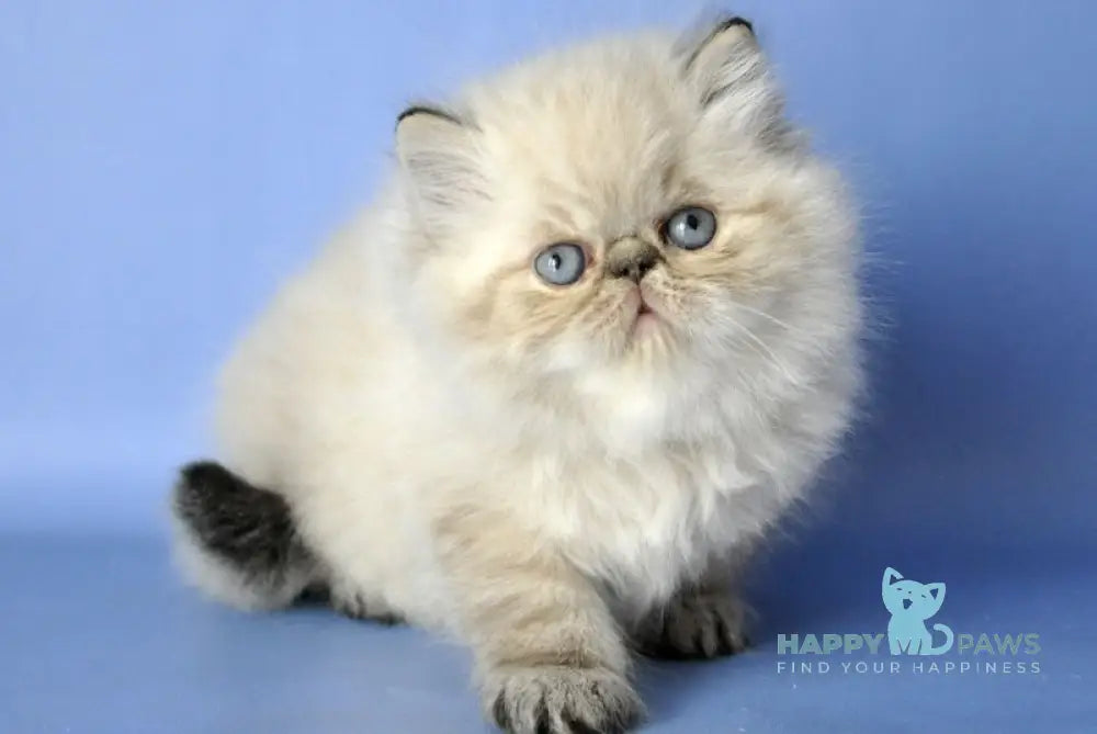 Angel Persian male seal tabby pointed live animals