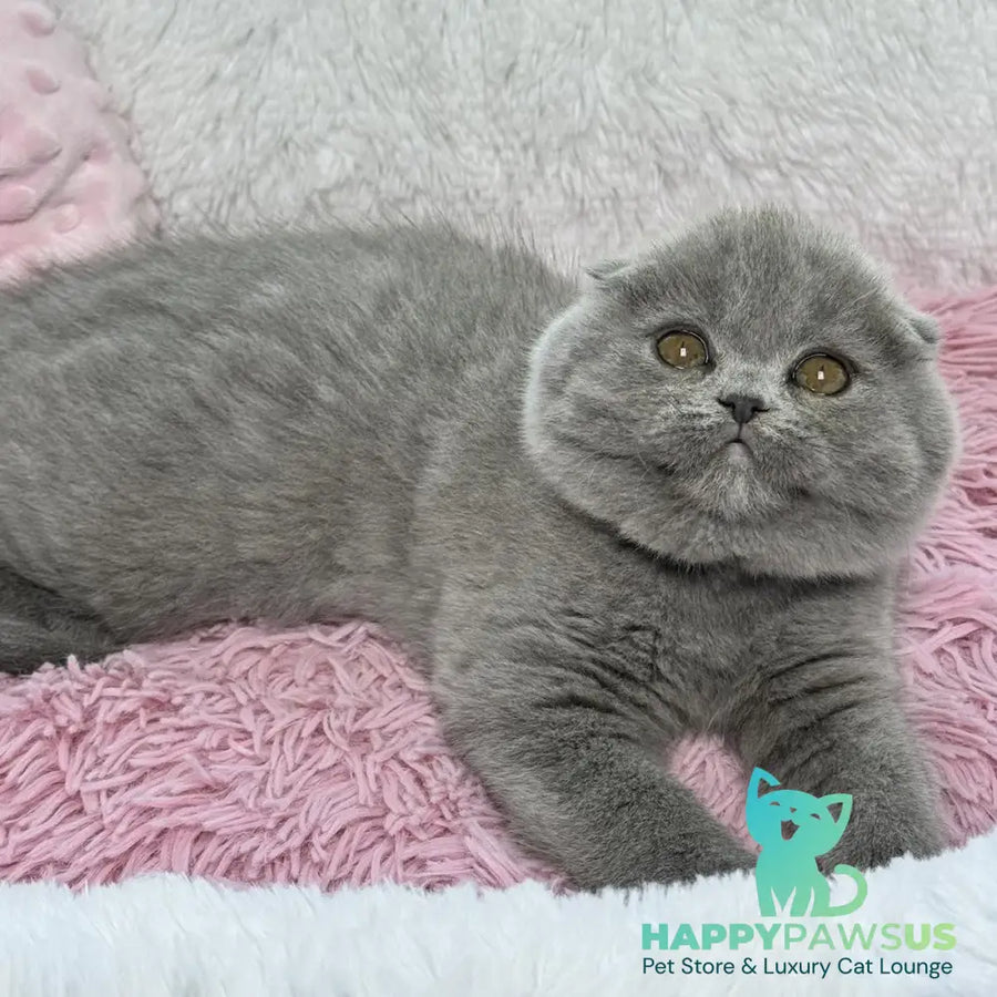 Angel Scottish Fold female blue - live animals