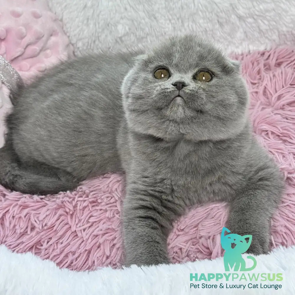 Angel Scottish Fold female blue - live animals