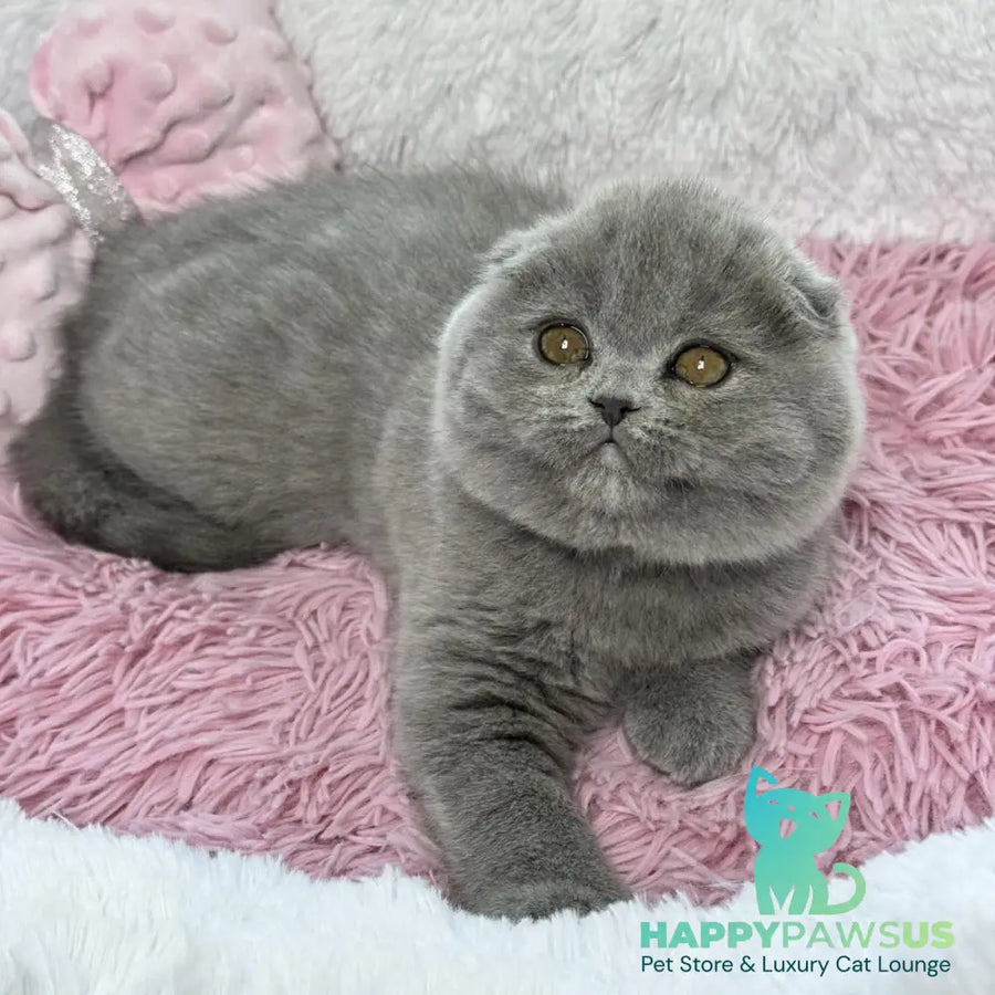Angel Scottish Fold female blue - live animals