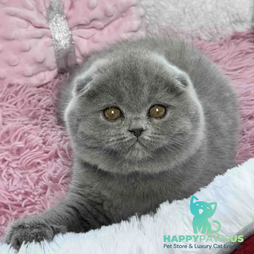Angel Scottish Fold female blue - live animals