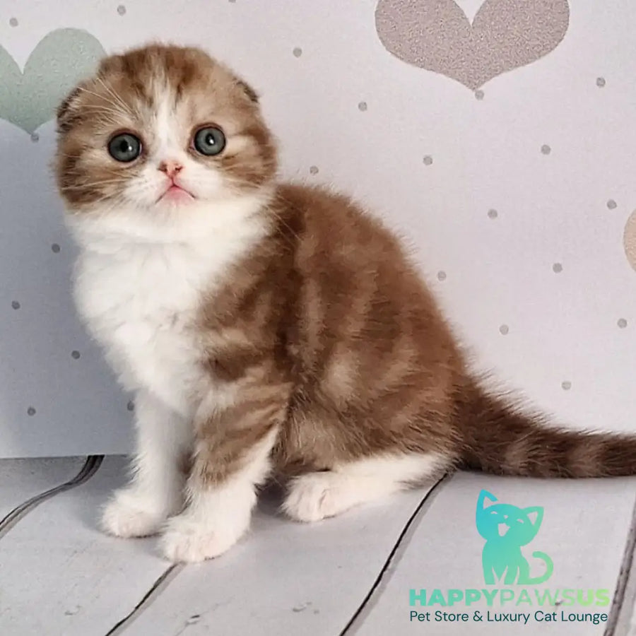 Angel Scottish Fold male chocolate silver bicolour - live animals