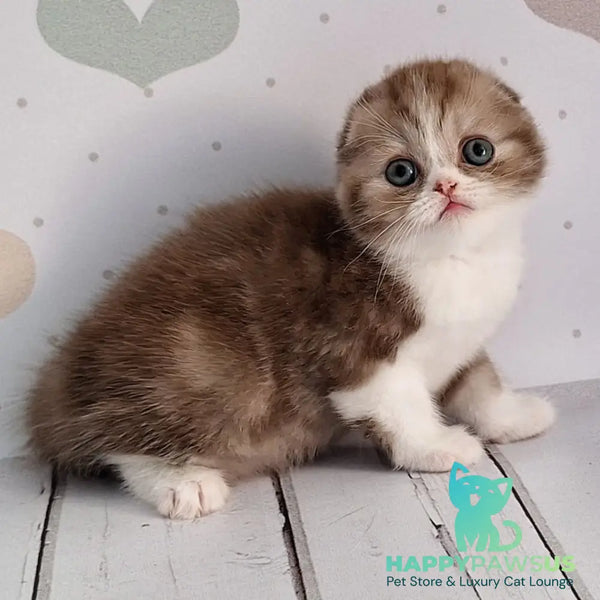 Angel Scottish Fold male chocolate silver bicolour - live animals
