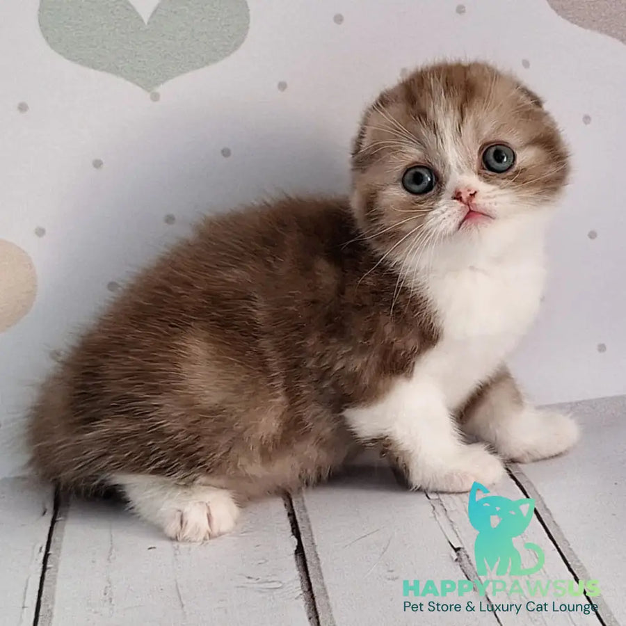 Angel Scottish Fold male chocolate silver bicolour - live animals