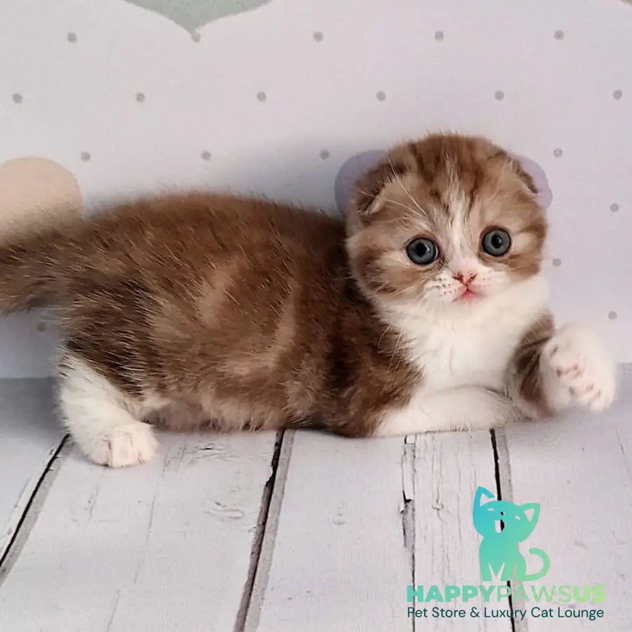 Angel Scottish Fold male chocolate silver bicolour - live animals