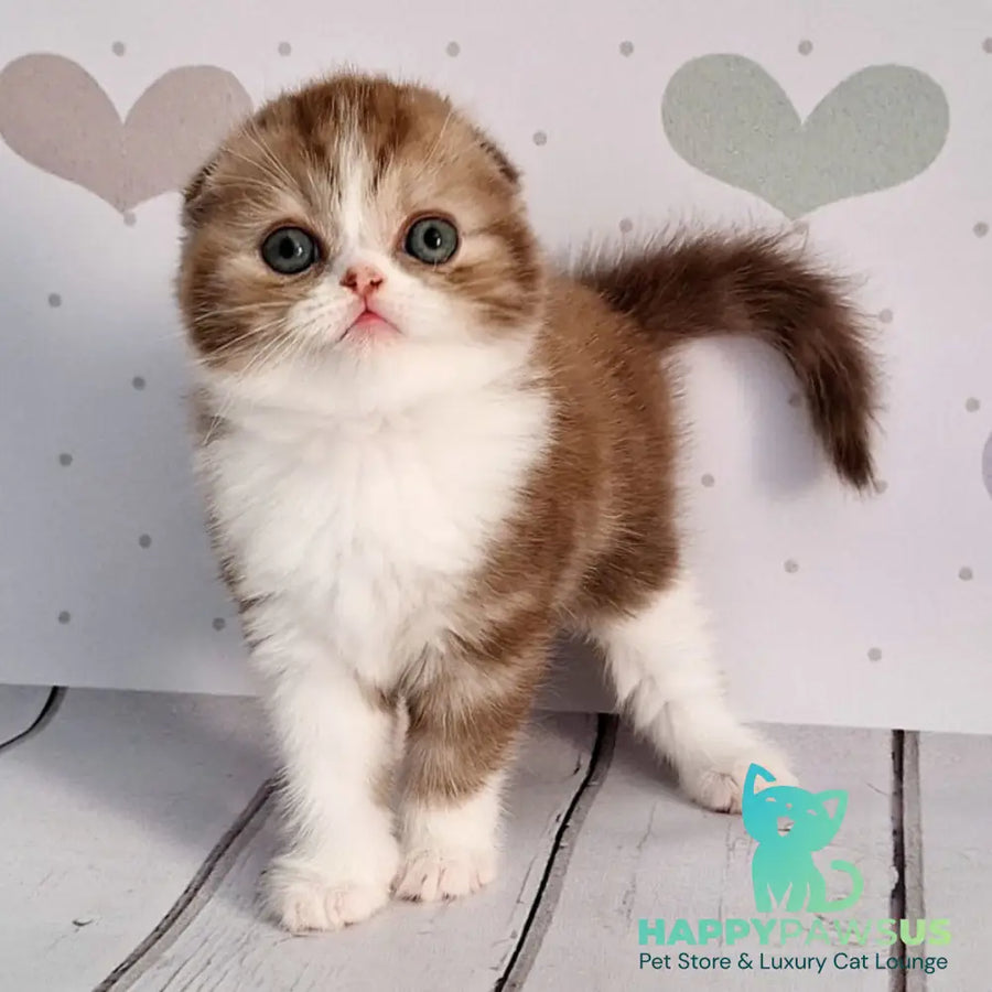 Angel Scottish Fold male chocolate silver bicolour - live animals