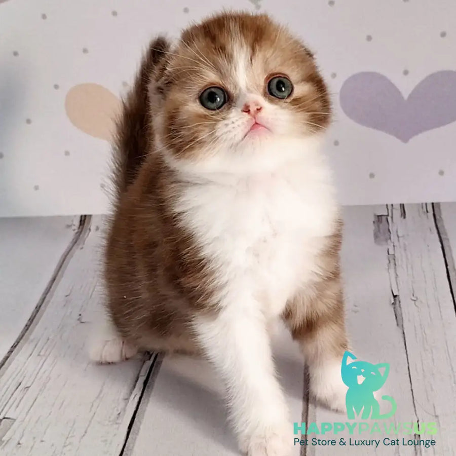 Angel Scottish Fold male chocolate silver bicolour - live animals