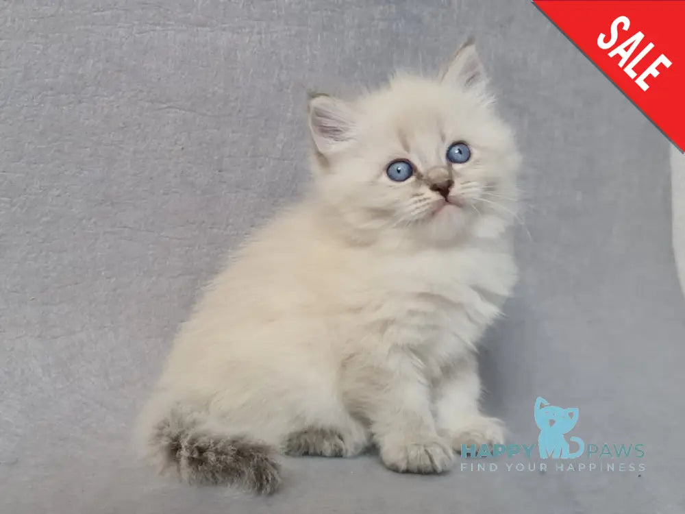 Angel Siberian male blue tabby pointed - live animals
