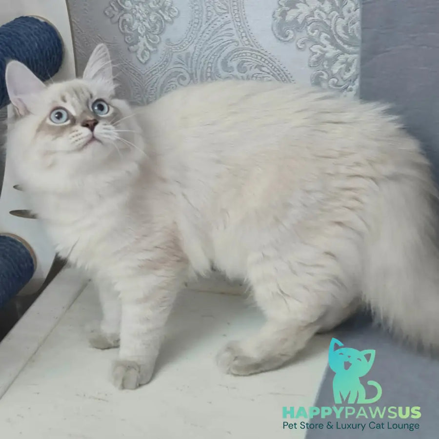 Angel Siberian male blue tabby pointed - live animals