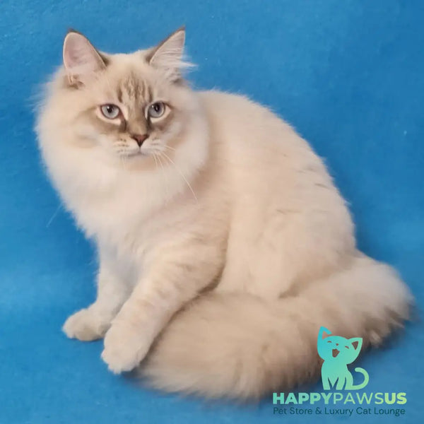 Angel Siberian male blue tabby pointed - live animals