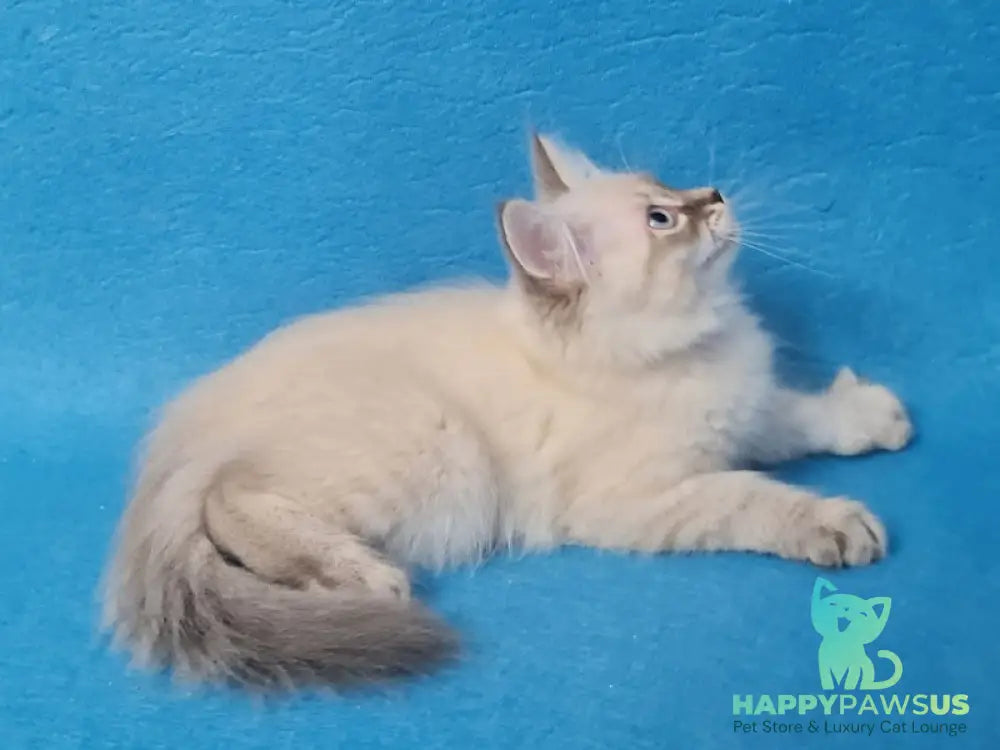 Angel Siberian male blue tabby pointed - live animals