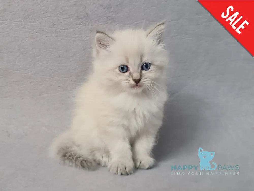 Angel Siberian male blue tabby pointed - live animals
