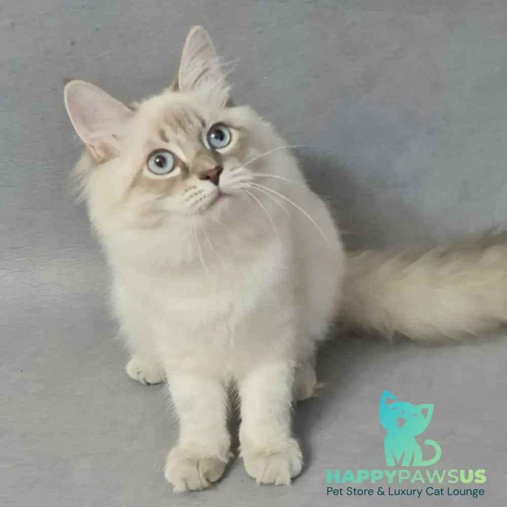 Angel Siberian male blue tabby pointed - live animals