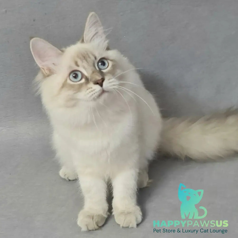 Angel Siberian male blue tabby pointed - live animals