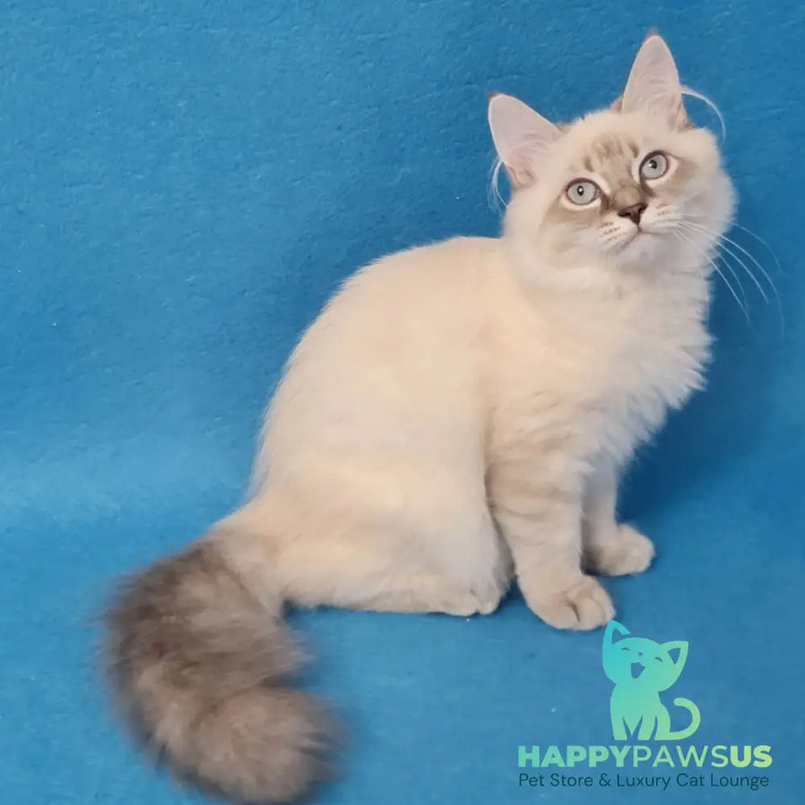Angel Siberian male blue tabby pointed - live animals