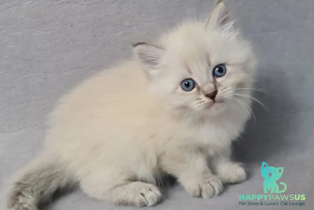 Angel Siberian male blue tabby pointed - live animals