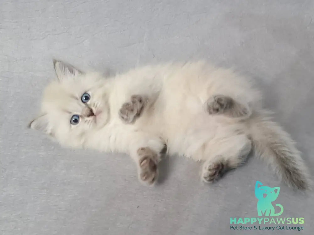 Angel Siberian male blue tabby pointed - live animals