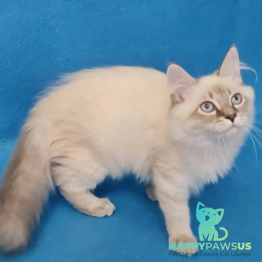 Angel Siberian male blue tabby pointed - live animals