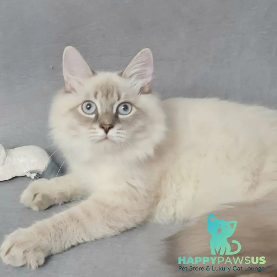 Angel Siberian male blue tabby pointed - live animals
