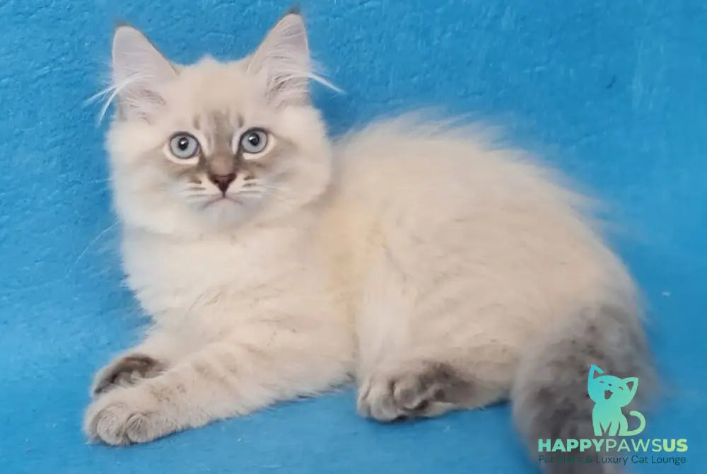 Angel Siberian male blue tabby pointed - live animals