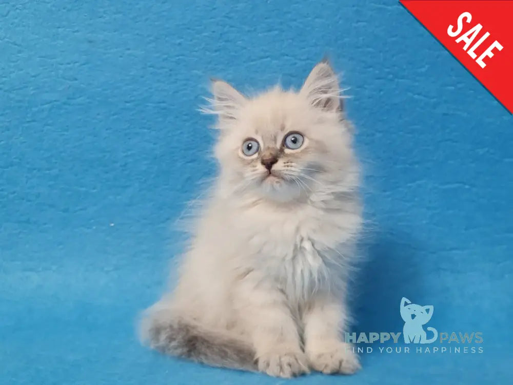 Angel Siberian male blue tabby pointed - live animals