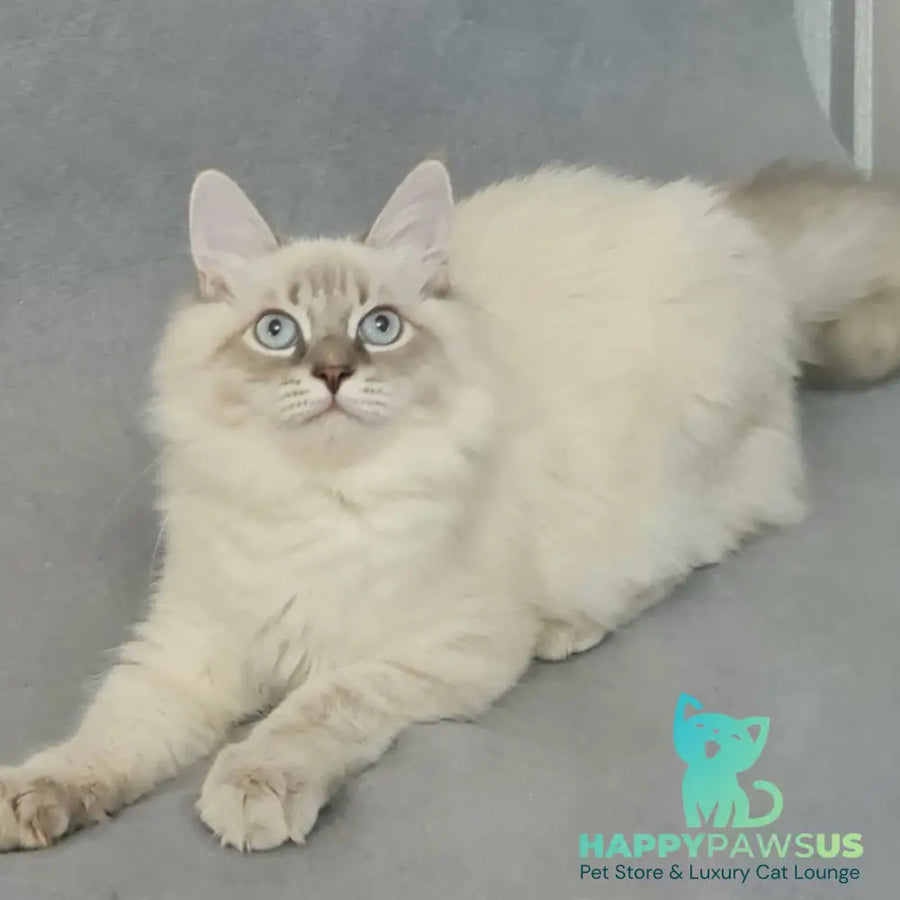 Angel Siberian male blue tabby pointed - live animals