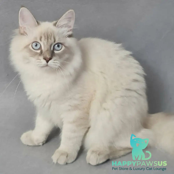 Angel Siberian male blue tabby pointed - live animals