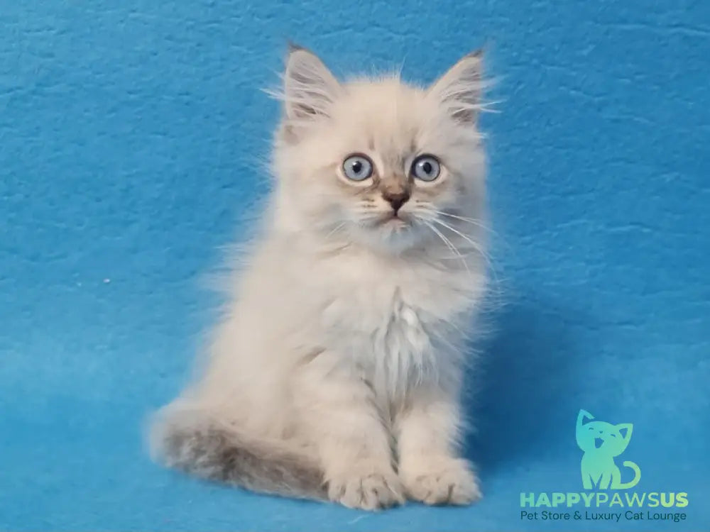 Angel Siberian male blue tabby pointed - live animals