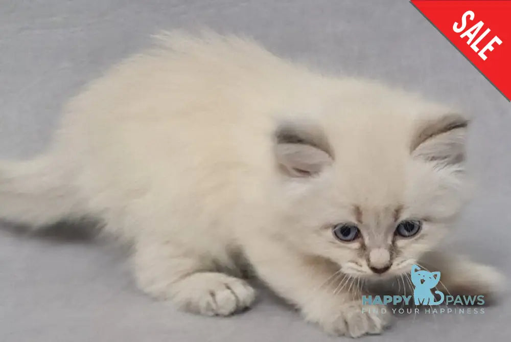 Angel Siberian male blue tabby pointed - live animals