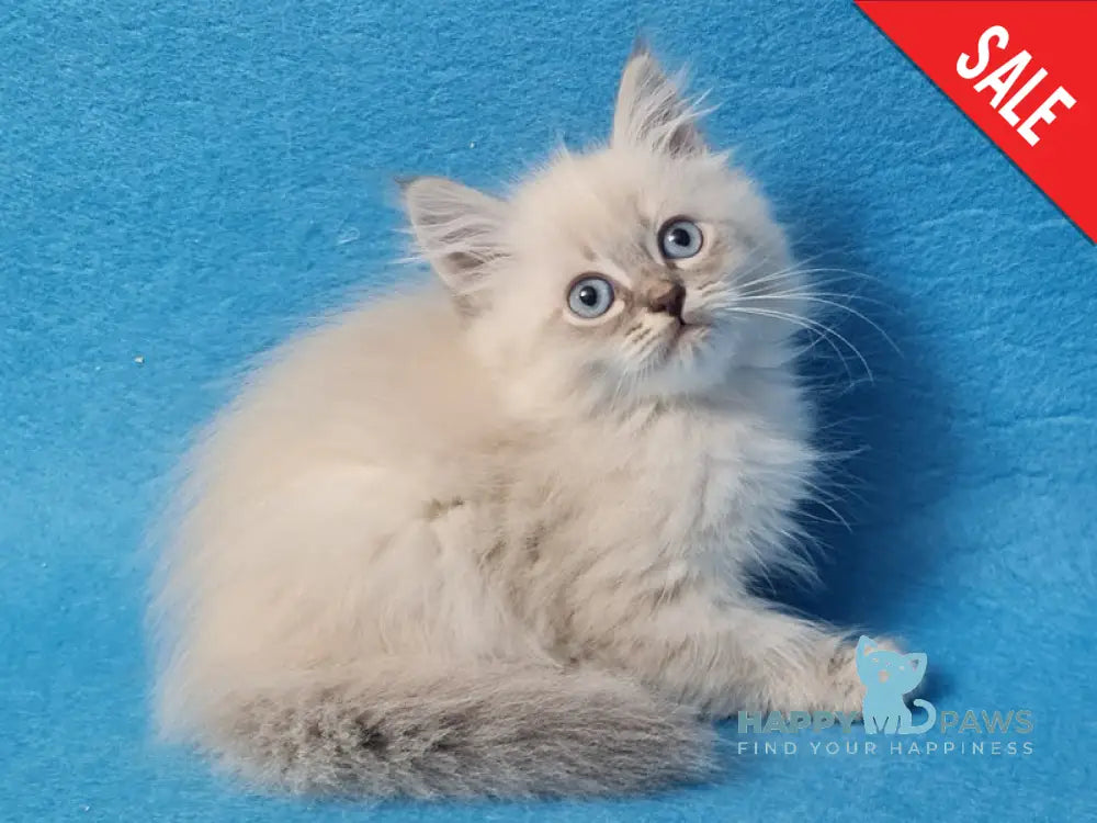 Angel Siberian male blue tabby pointed - live animals