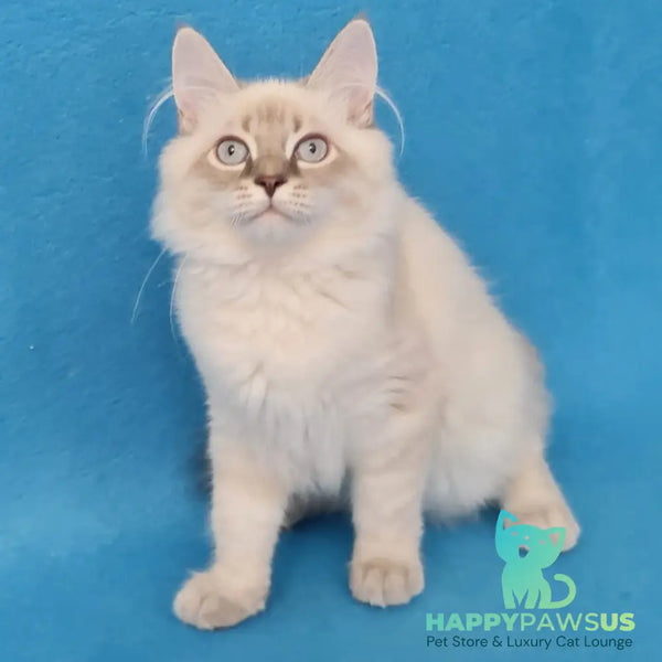 Angel Siberian male blue tabby pointed - live animals