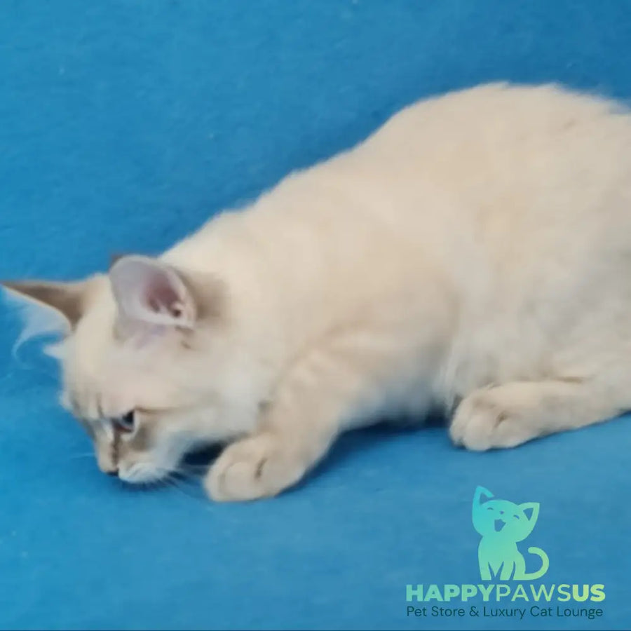 Angel Siberian male blue tabby pointed - live animals