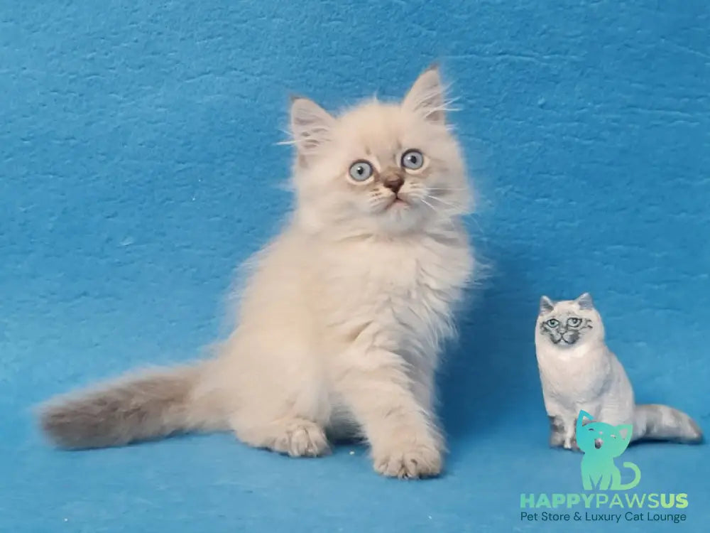Angel Siberian male blue tabby pointed - live animals