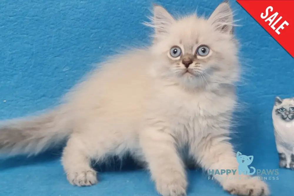 Angel Siberian male blue tabby pointed - live animals