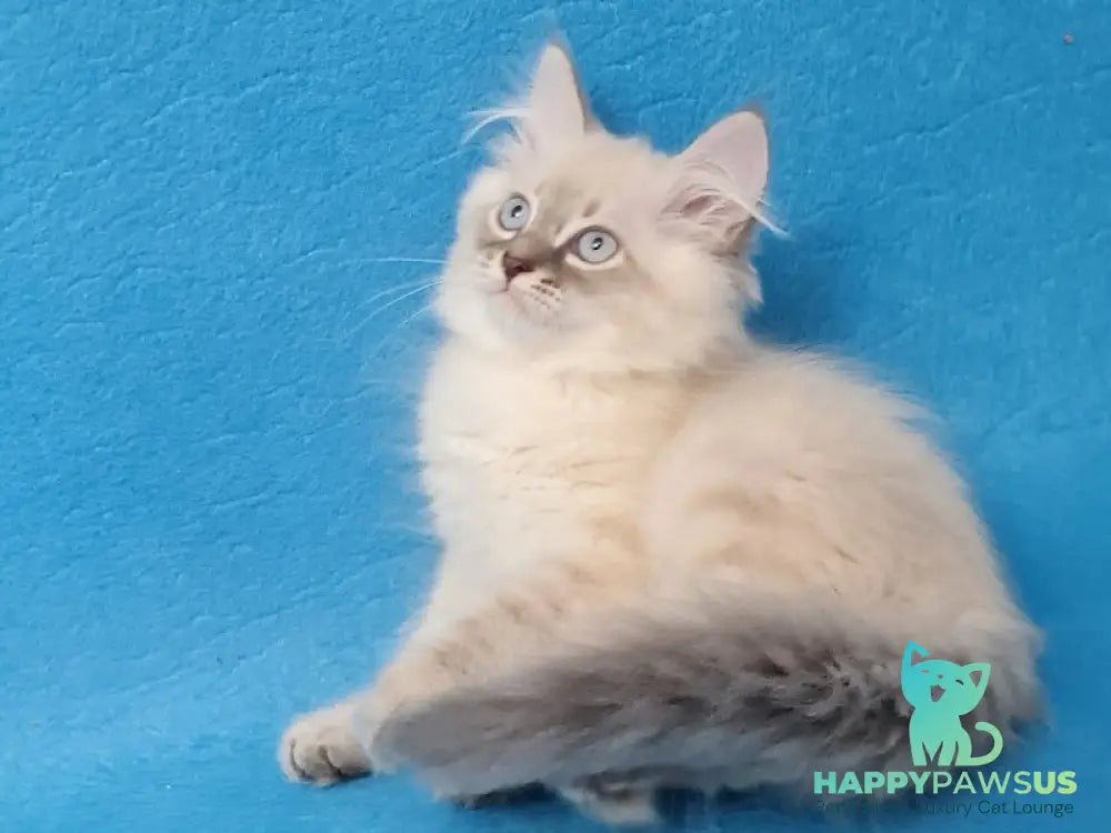 Angel Siberian male blue tabby pointed - live animals