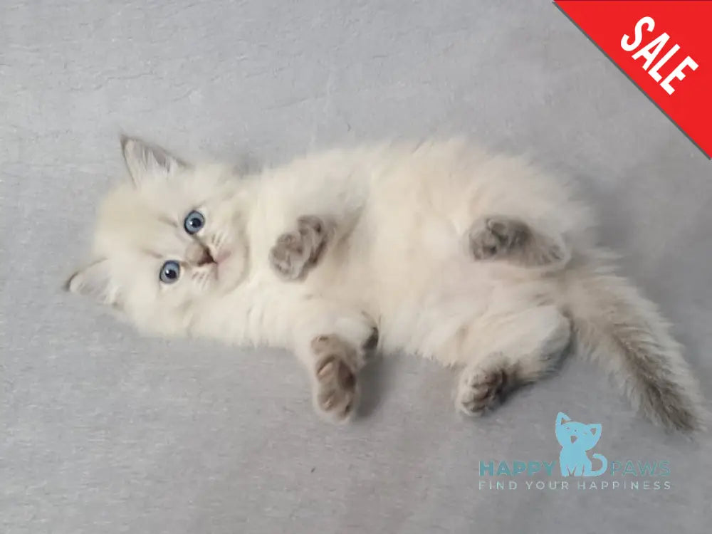 Angel Siberian male blue tabby pointed - live animals