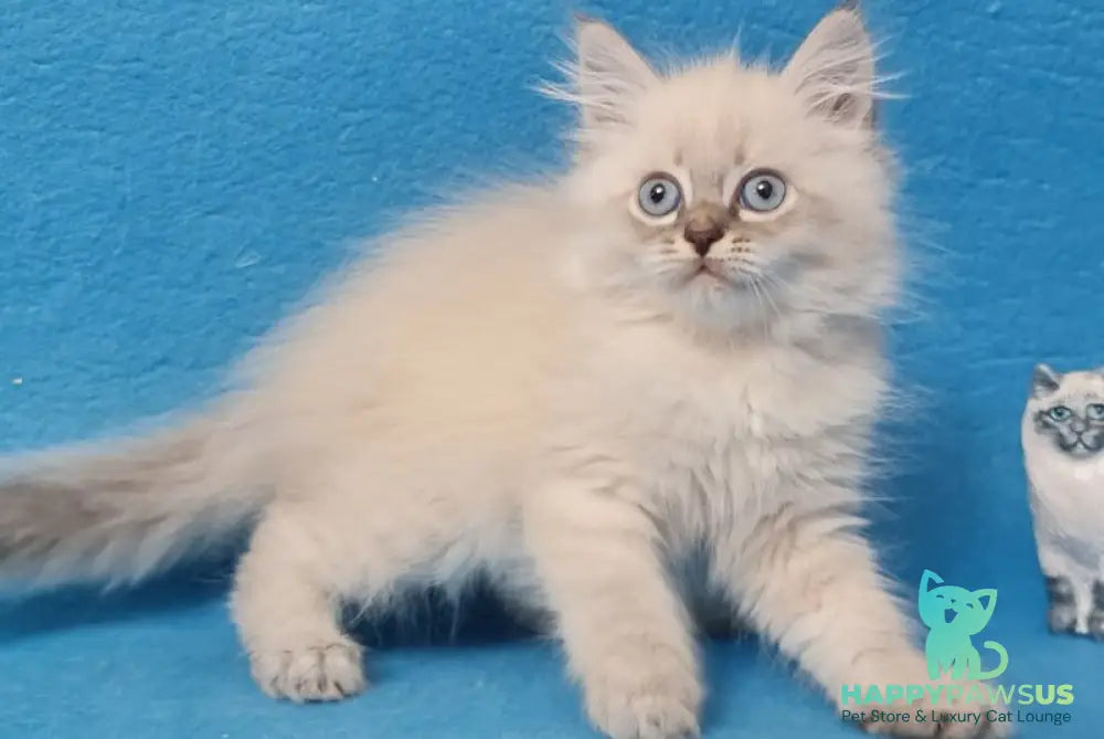 Angel Siberian male blue tabby pointed - live animals