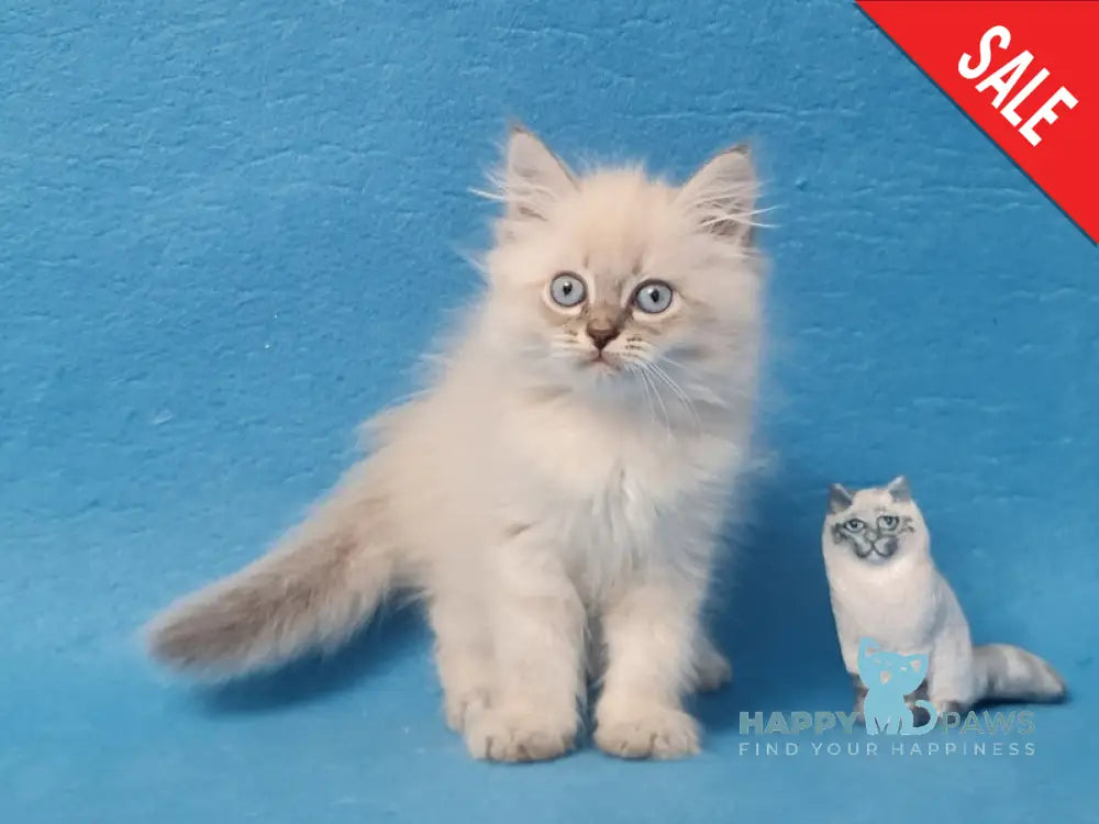 Angel Siberian male blue tabby pointed - live animals